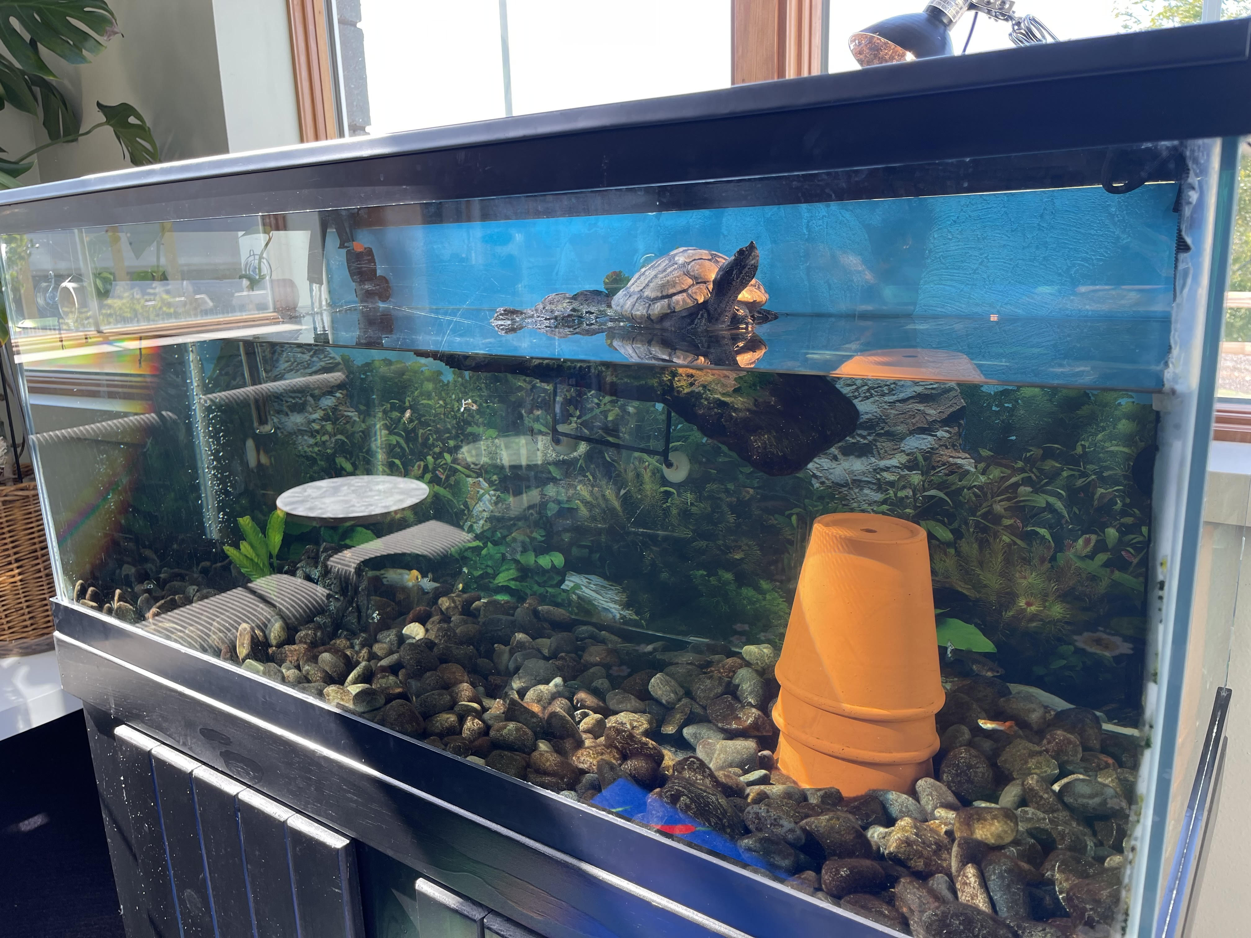 Franklin the turtle at the Lomira Quad/Graphics Community Library.